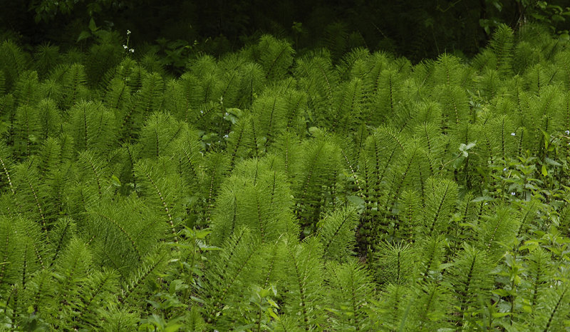 Equisetum telmateia.