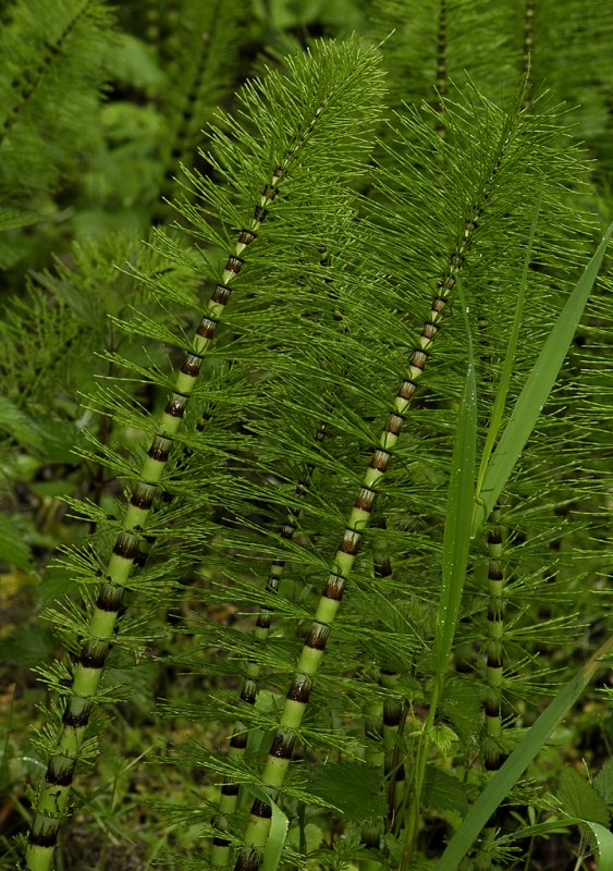 Equisetum telmateia. Two growths.