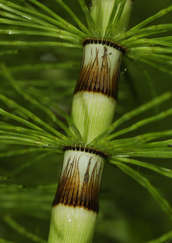Equisetum telmateia. Detail.