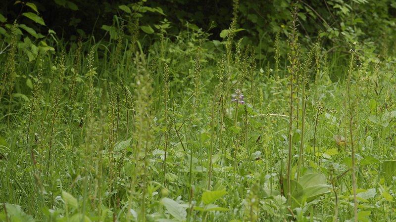 Neottia ovata. In field.