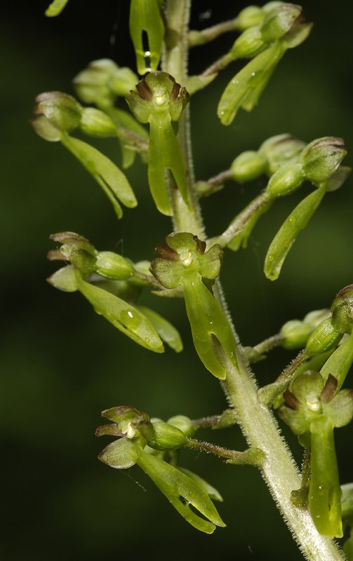 Neottia ovata. In field. Close-up.