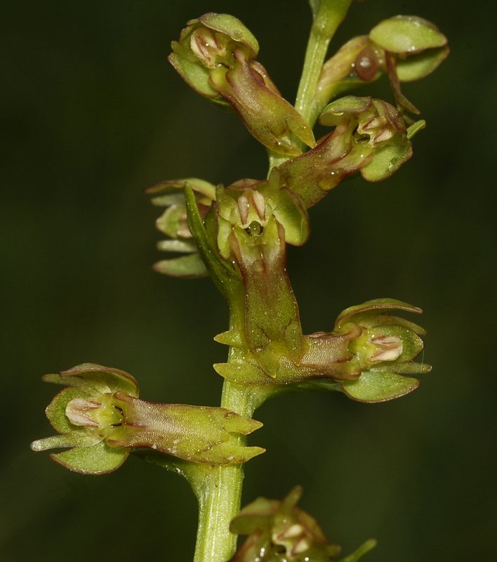 Dactylorhiza viridis.Closer.