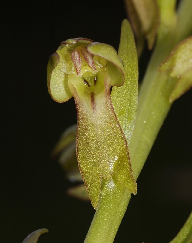 Dactylorhiza viridis. Close-up.