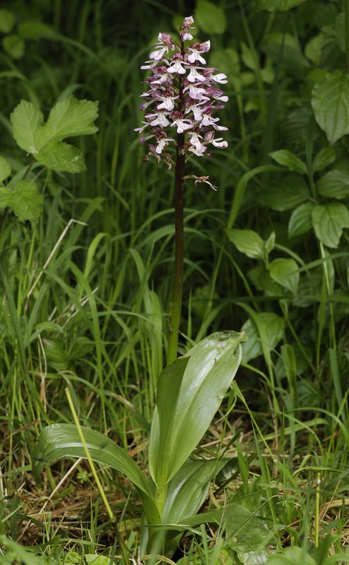 Orchis purpurea.