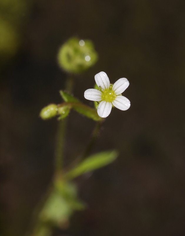 Saxifraga tridactylites. Close-up.
