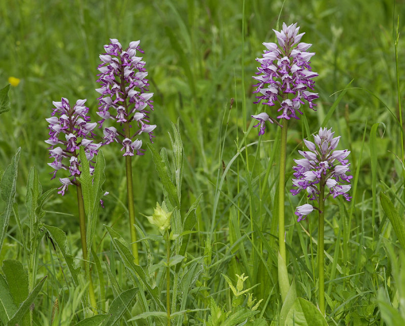 Orchis militaris.