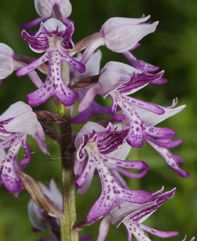 Orchis militaris. Close-up.