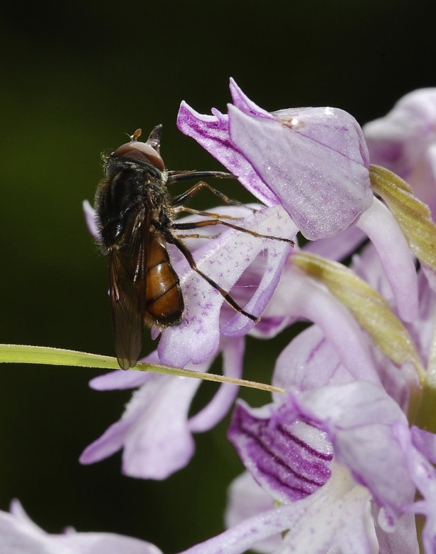 Orchis militaris with fly.