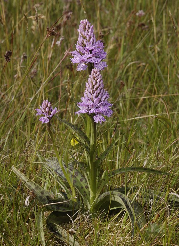 Dactylorhiza maculata subsp. podesta. 4.