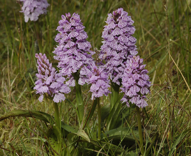 Dactylorhiza maculata subsp. podesta. Clump 2.