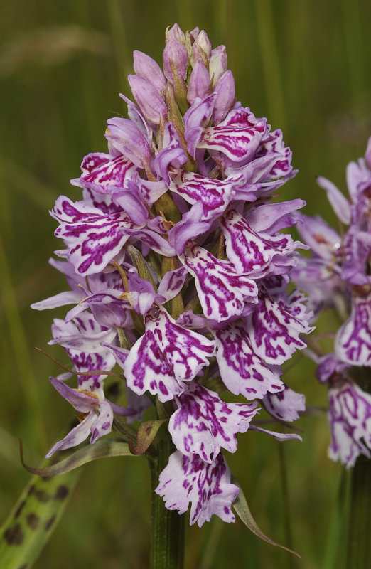 Dactylorhiza maculata subsp. podesta. Colourfull clone 2. Close-up.