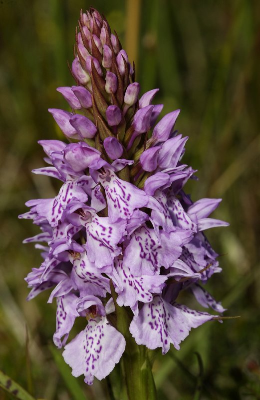 Dactylorhiza maculata subsp. podesta. Odd pattern close-up.