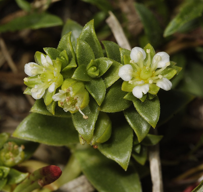 Honkenya peploides. Male flowers.
