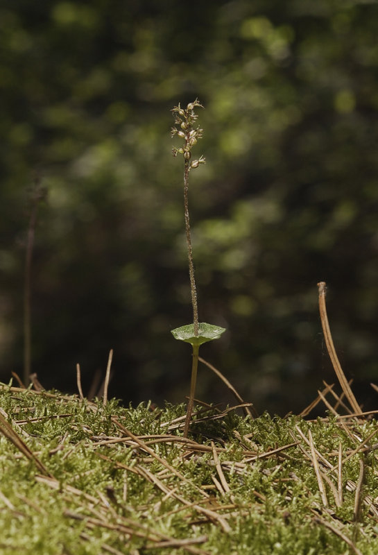 Neottia cordata.