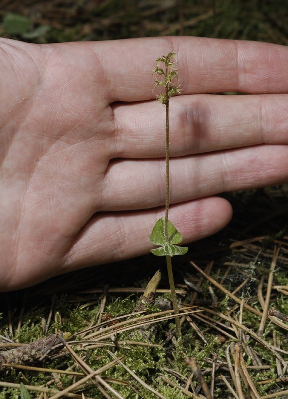 Neottia cordata with hand.