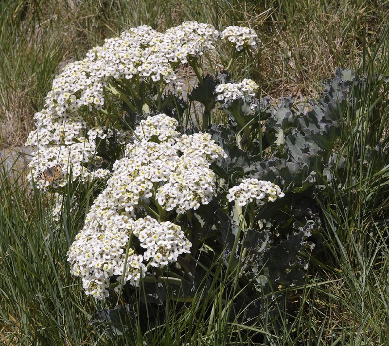 Crambe maritima.