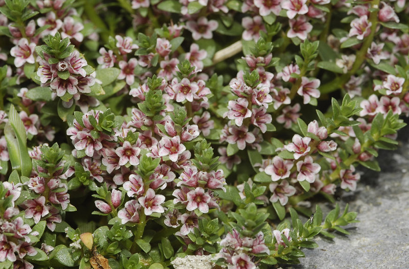 Glaux maritima.