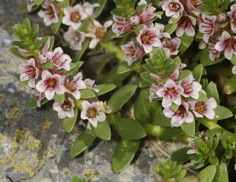 Glaux maritima. Closer.