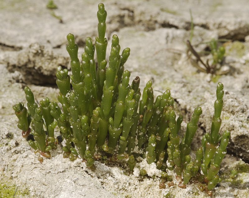 Salicornia europaea.