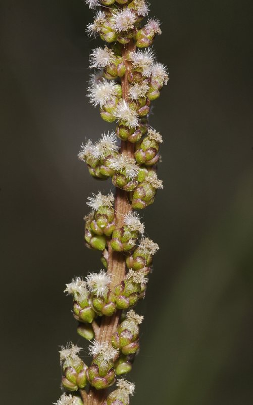 Triglochin maritima. Close-up.