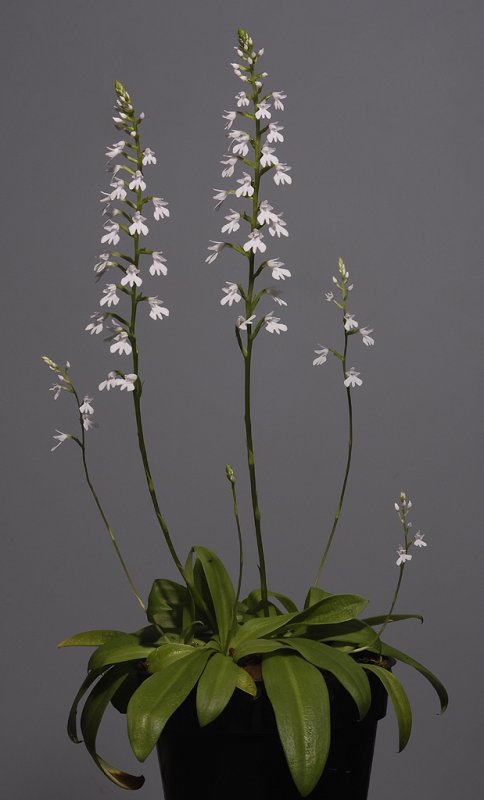 Stenoglottis woodii.