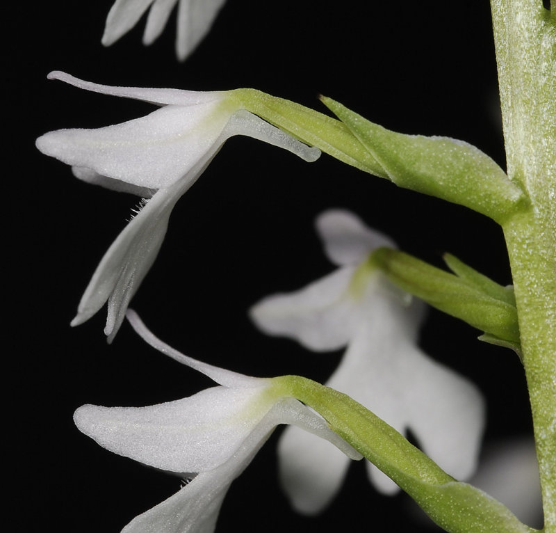 Stenoglottis woodii. Close-up side (Note that the flowers have a spur.) .