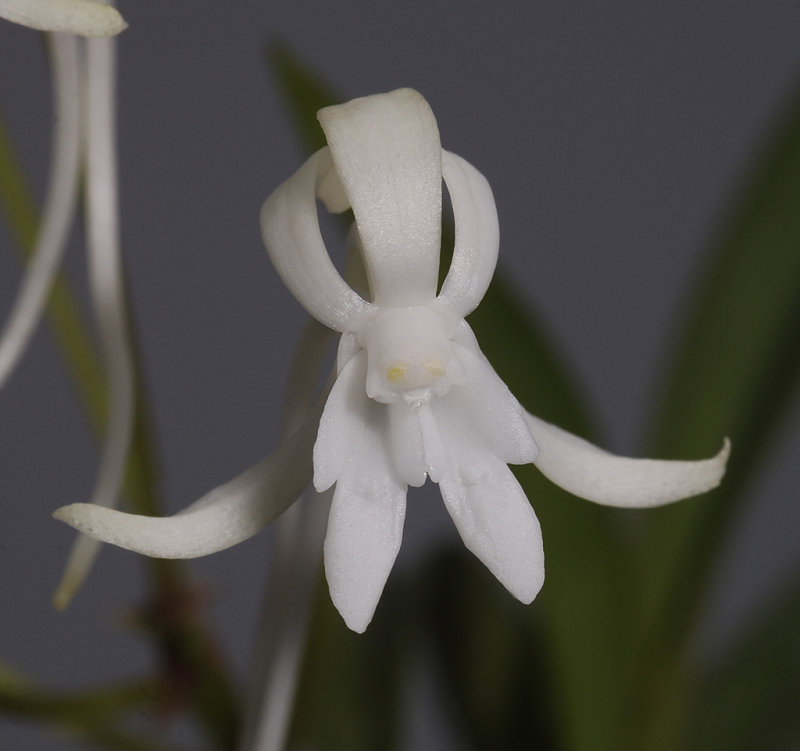 Neofinetia falcata Soubiryu. Close-up.