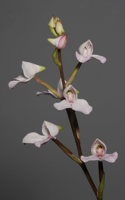 Disa tripetaloides. Closer. (Plant courtesy of Jac. Wubben)