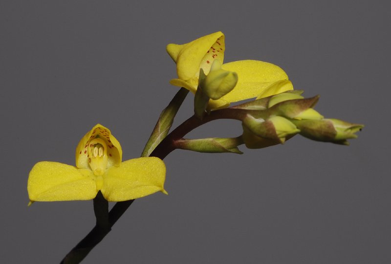 Disa aurata. Closer. (Plant courtesy of Jac. Wubben)