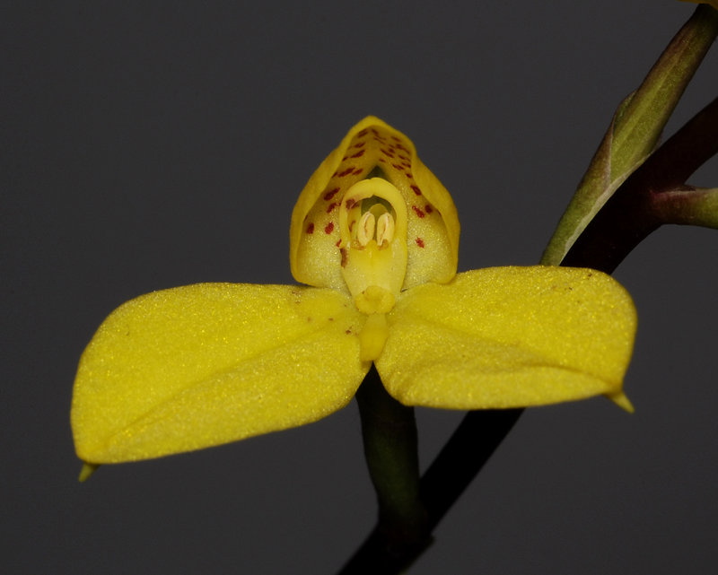 Disa aurata. Close-up. (Plant courtesy of Jac. Wubben)