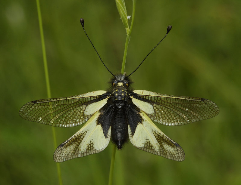 Ascalaphus libelluloides.