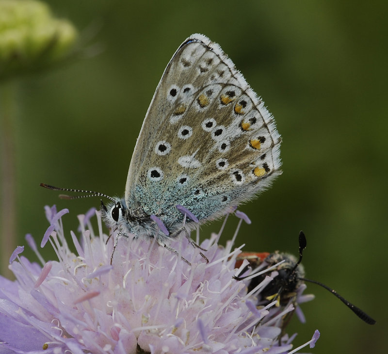 Polyommatus icarus.