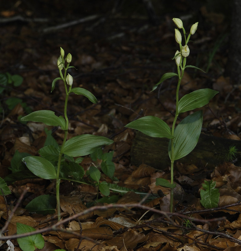 Cephalanthera damasonium.