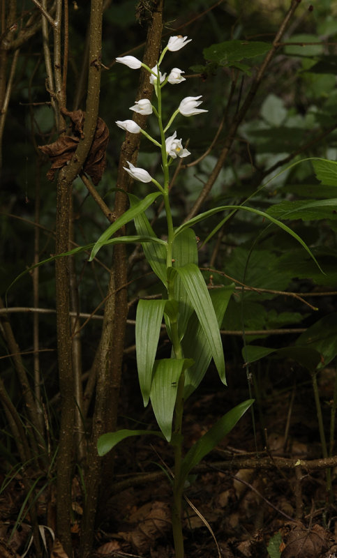 Cephalanthera longifolia.