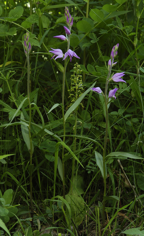 Cephalanthera rubra.