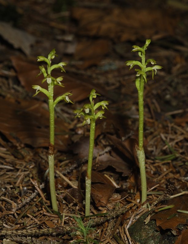 Corallorhiza trifida. 3 spikes.