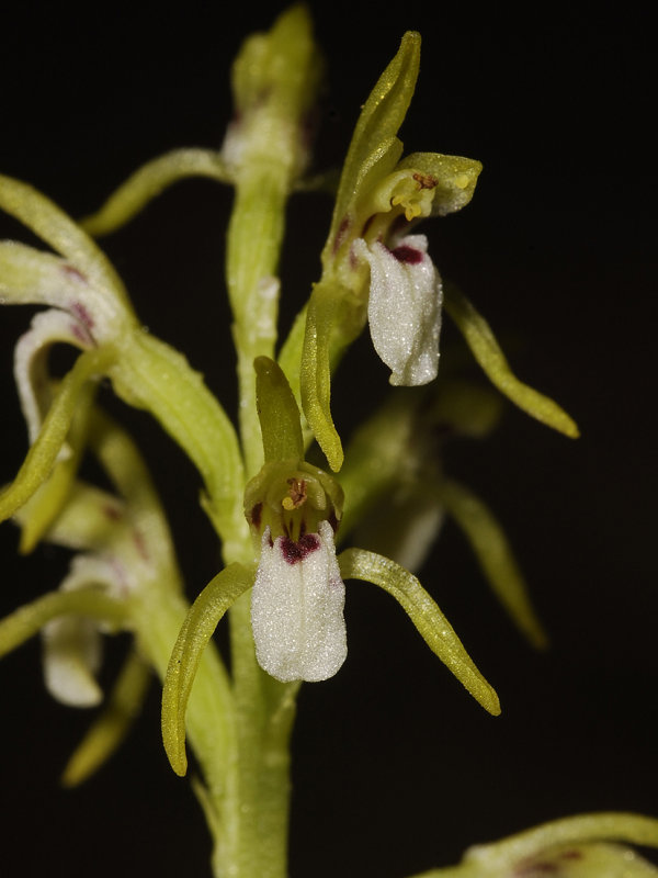 Corallorhiza trifida. Close-up.