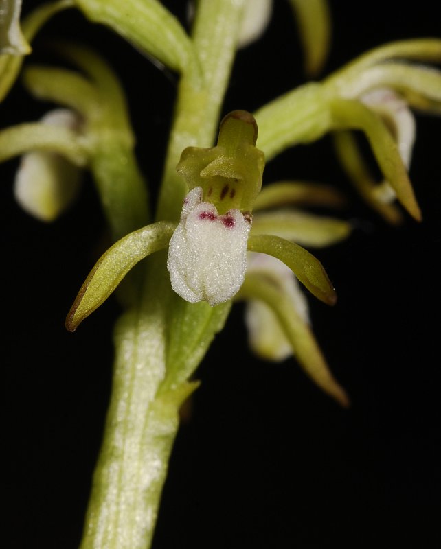 Corallorhiza trifida. Close-up.