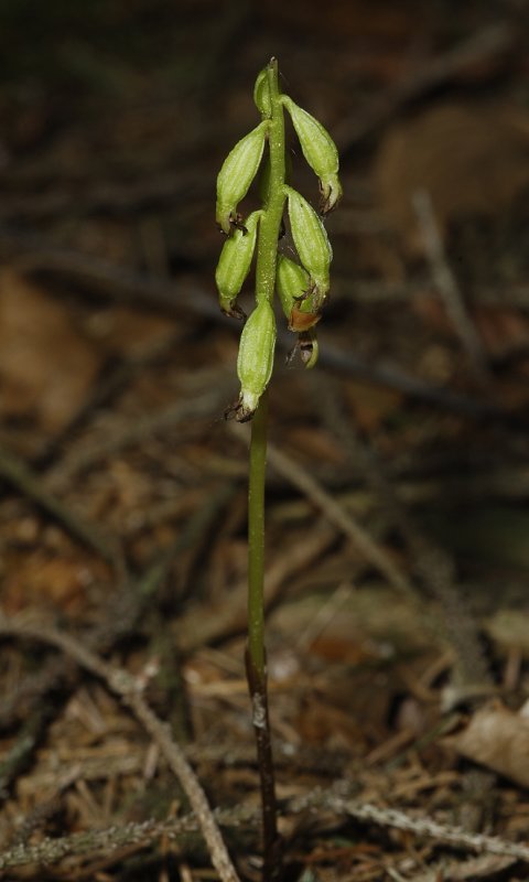 Corallorhiza trifida. Fruits.