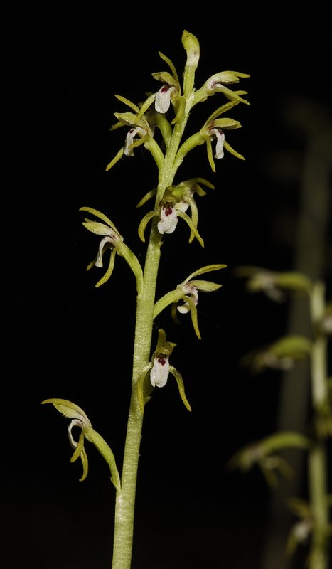 Corallorhiza trifida. Spike.