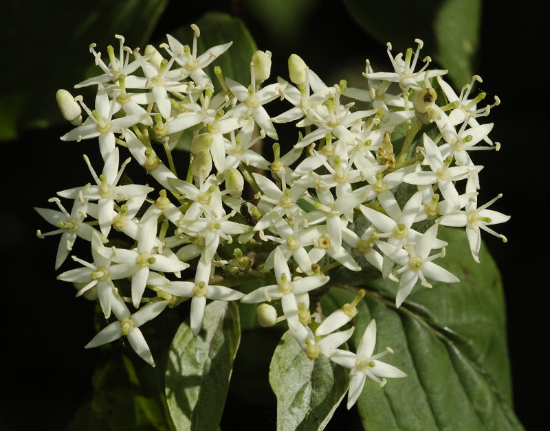 Cornus sanguinea. Close-up.