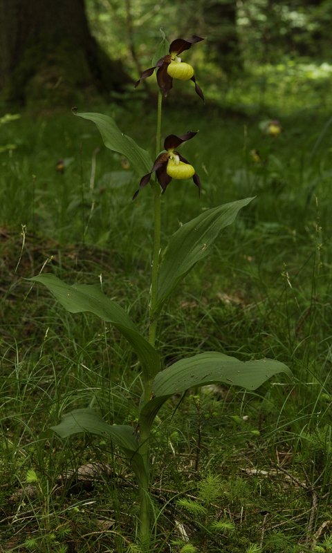Cypripedium calceolus.
