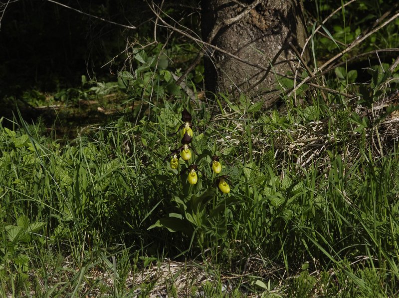 Cypripedium calceolus. On roadside.