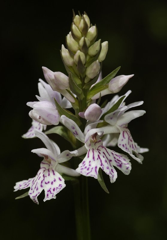 Dactylorhiza maculata subsp. fuchsii. Close-up.