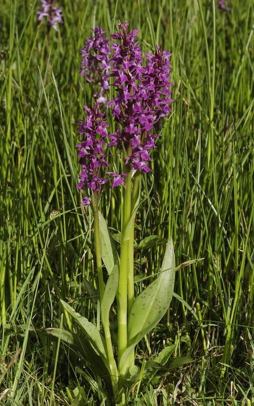 Dactylorhiza majalis subsp majalis.