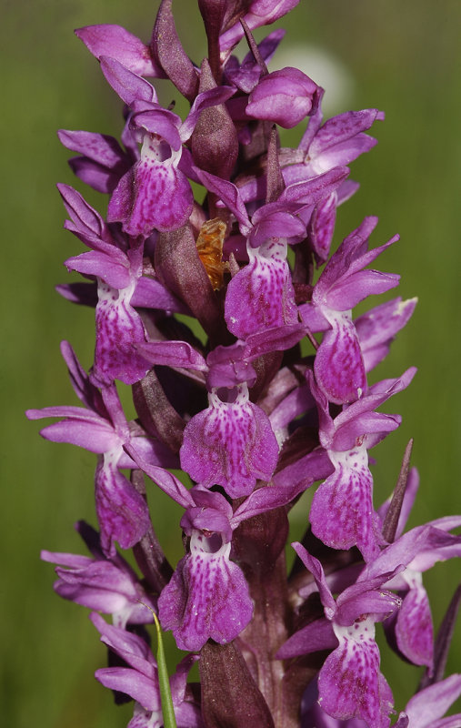 Dactylorhiza majalis subsp majalis.