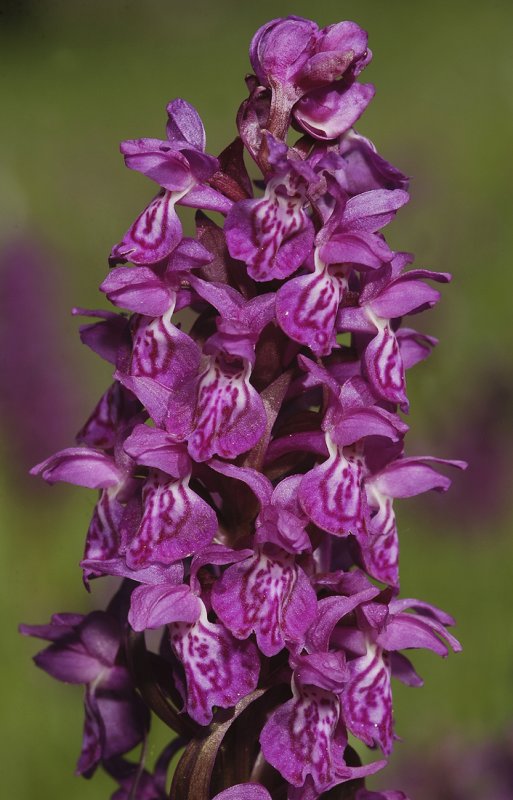 Dactylorhiza majalis subsp majalis. Close-up.