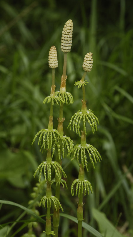 Equisetum sylvaticum. Spore cones.