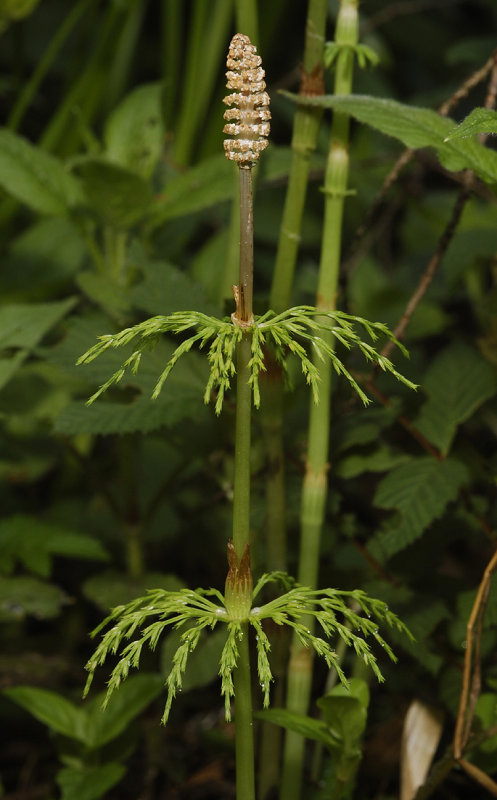 Equisetum sylvaticum. Spore cone.