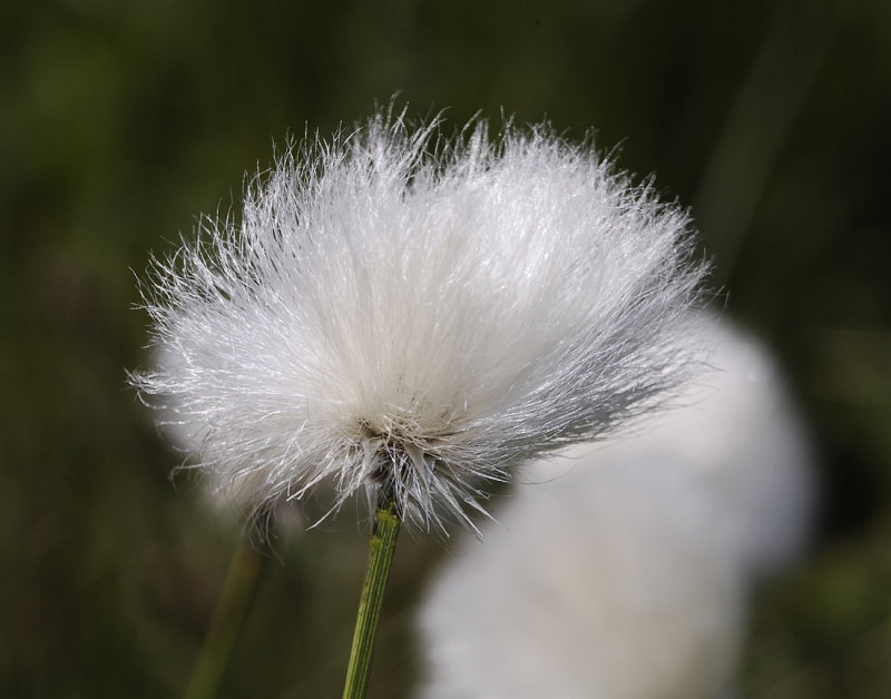 Eriophorum vaginatum. Close-up.